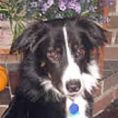 Wren was adopted in October, 2007